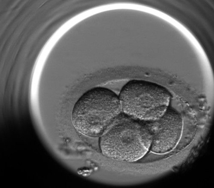 Mononucleated embryo
